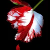 New Moon (The Twilight Saga #2)